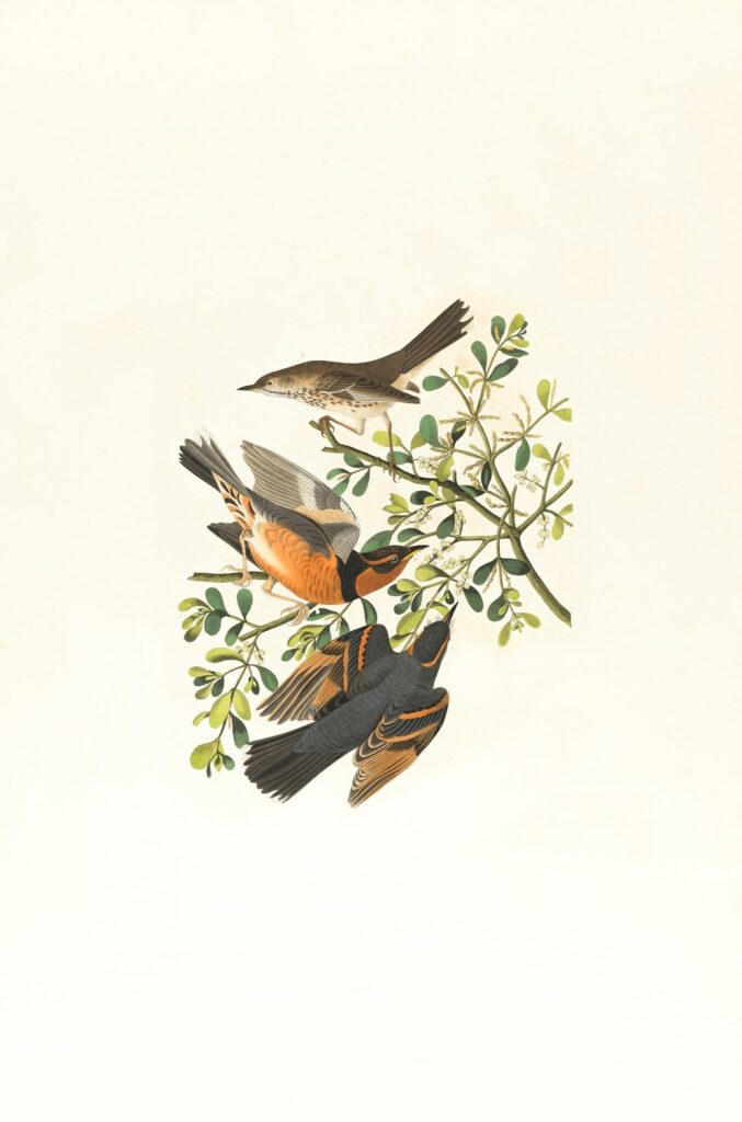 audubon illustration of varied thrush birds